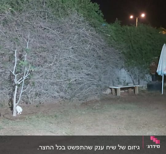 עץ גזום עם ענפים חשופים על רקע לילה